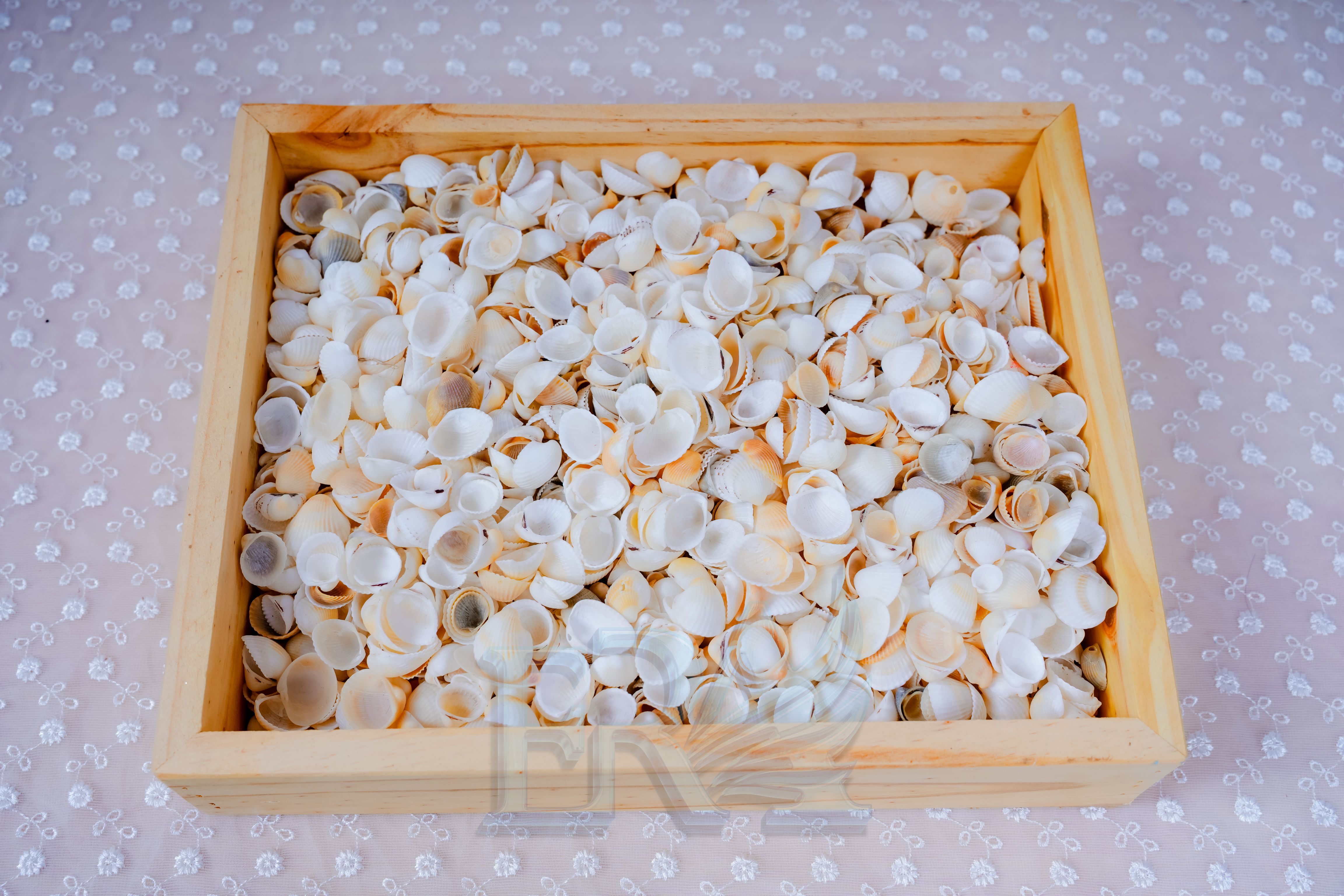 Vỏ Sò Trắng Đại 100g